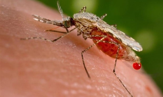 "Importante aumento" de malaria importada en España: 7.000 casos en 13 años