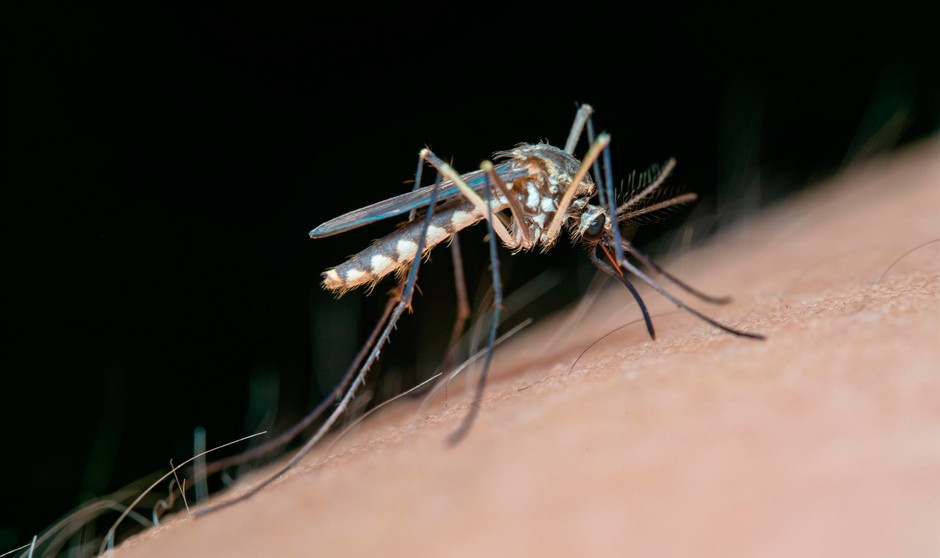 Andalucía refuerza "aún más" los esfuerzos contra el virus del Nilo