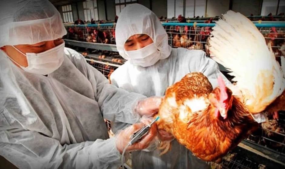 China alerta de gripe aviar H5N8 y Europa rebaja el riesgo