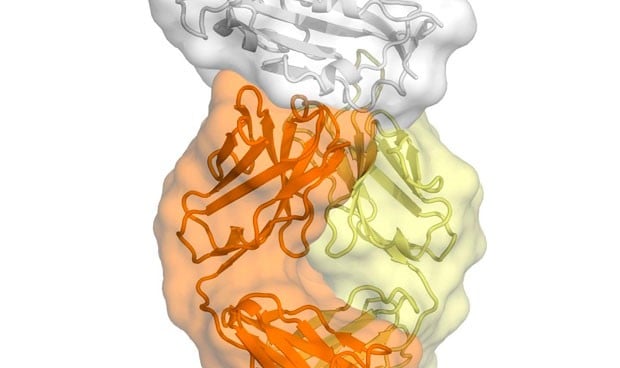 Coronavirus vacuna: un anticuerpo del SARS interacciona con el Covid-19