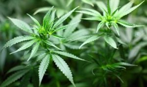 Descubren los beneficios de tratar con cannabis la colitis ulcerosa y Crohn