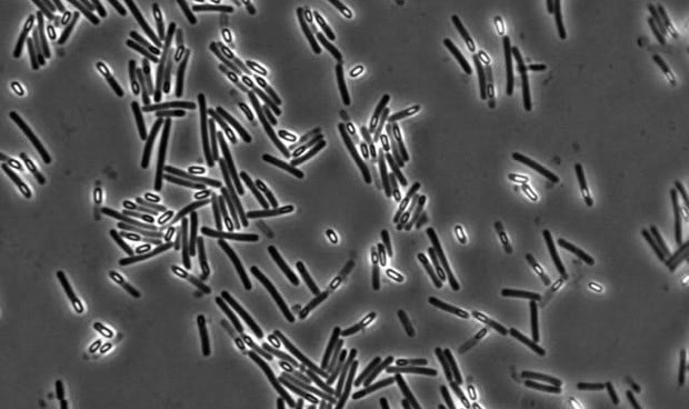 El trasplante fecal, mejor que los antibióticos en C. difficile resistente