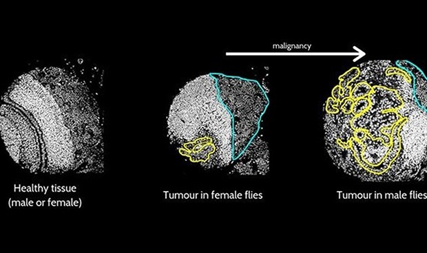 Investigadores españoles hallan en las moscas una diana contra el cáncer