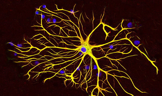 Nuevas vías para mejorar la adicción gracias al control de astrocitos