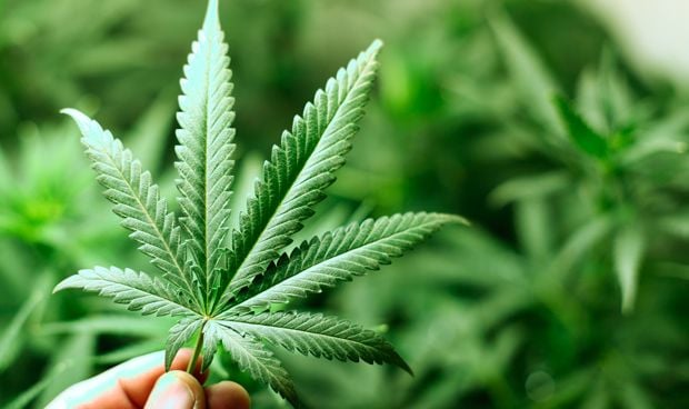 Un compuesto del cannabis se perfila como potencial terapia antipsicótica